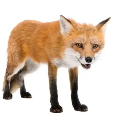 Profile image of 여우