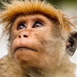 Profile image of 잔델