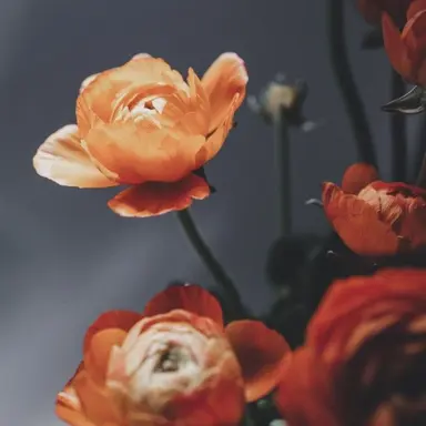 Profile image of 덕개
