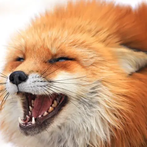 stay_fox의 양정인