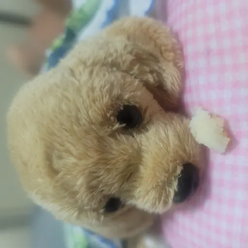 PluckyStep2551의 김라희 *강아지*