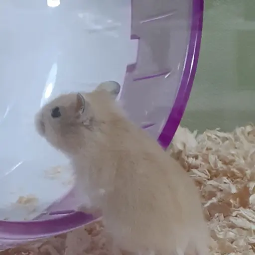 PastHoney0450의 별이🐹