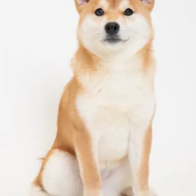 Profile image of 庭