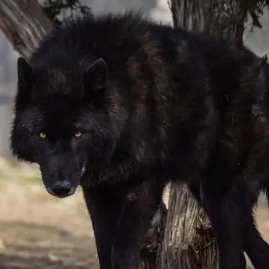 Profile image of Shadow