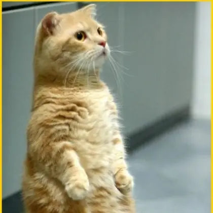 SimpleSkate6377의 고양이