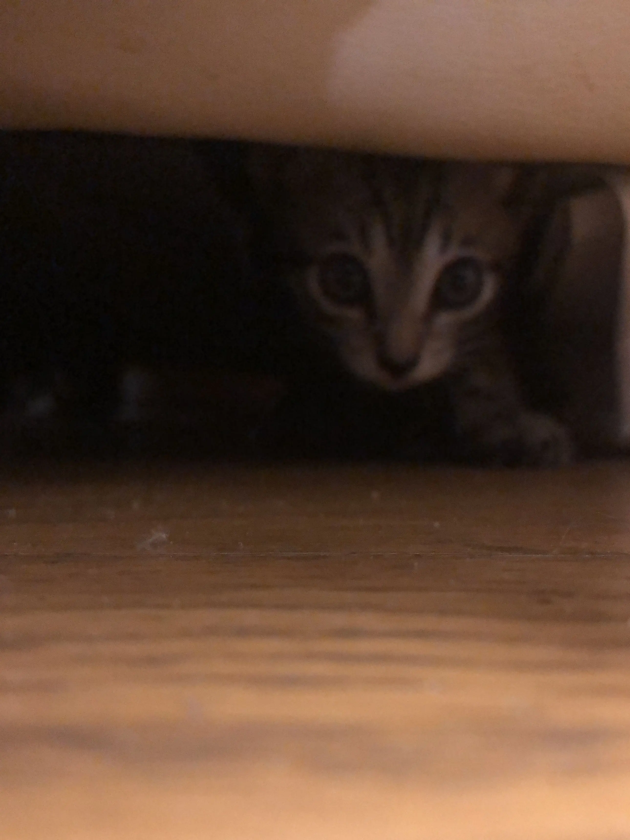 WildGuppy7914의 飼い猫が話しかけてきた？！？！