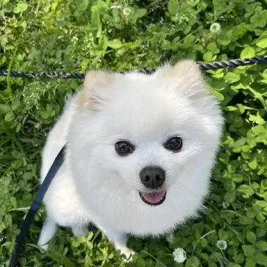 Profile image of ワカ