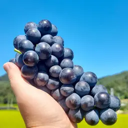 Profile image of 렁 호이신