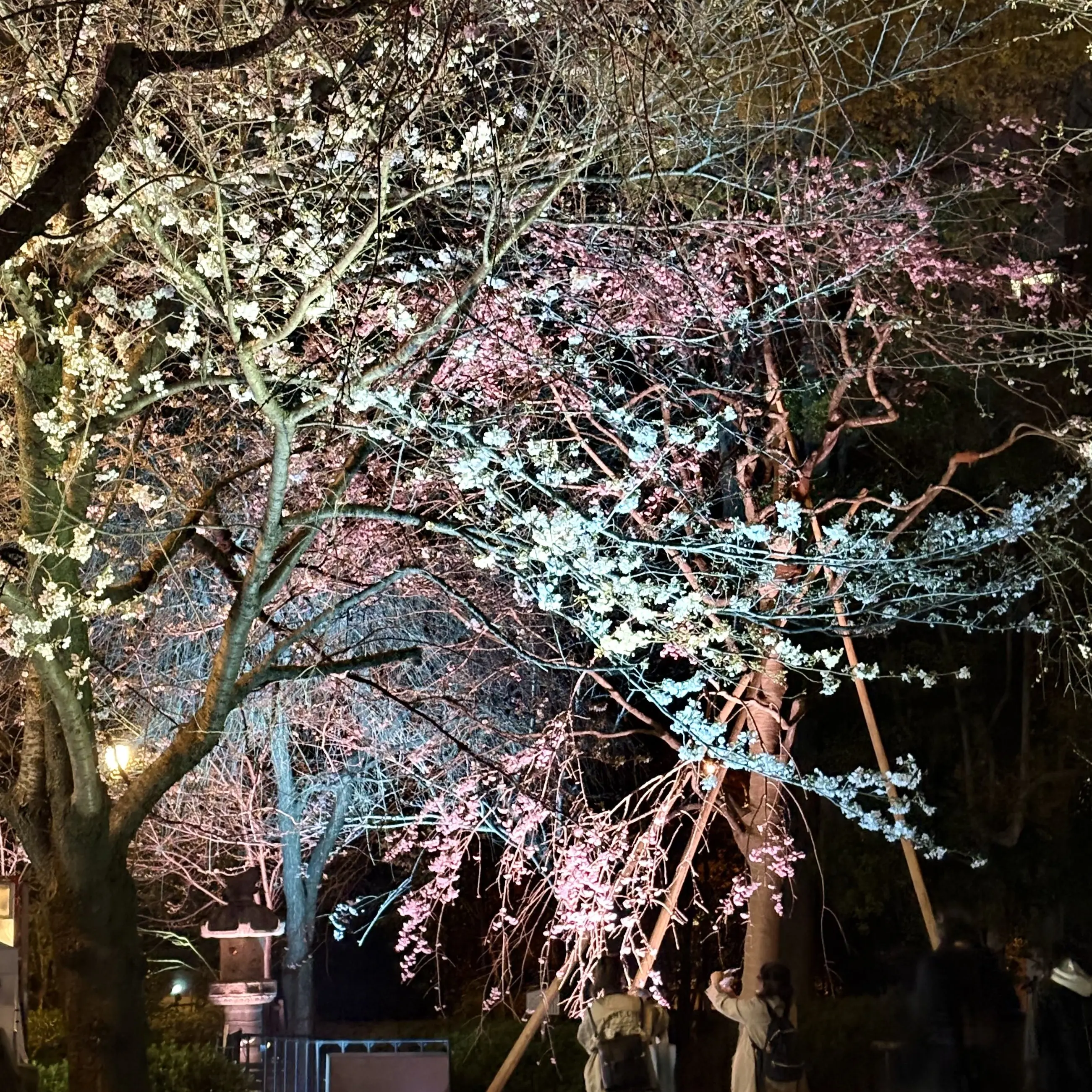 Sharakusee_srp_and_fur_osshi의 大人気俳優の裏側