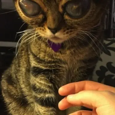 Profile image of 여우아