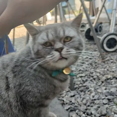 Profile image of 늑대