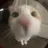 흰냥이