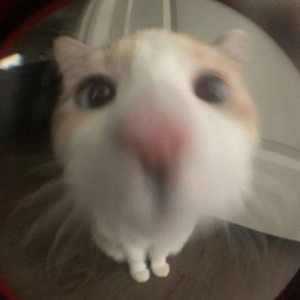 흰냥이