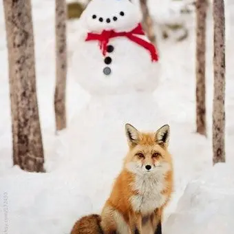 Profile image of 여우