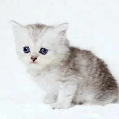 Profile image of しろ