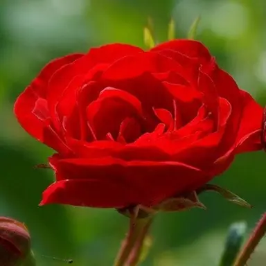 Profile image of 라더