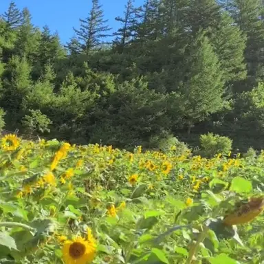 Profile image of 김각별