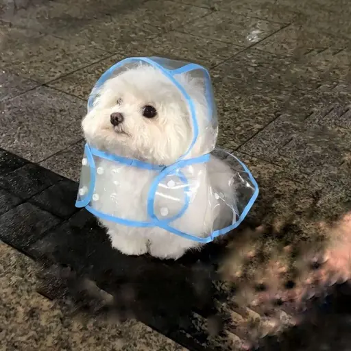 DenseBongo4098의 껌딱지