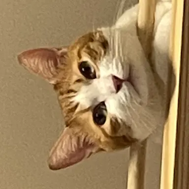 Profile image of わたる