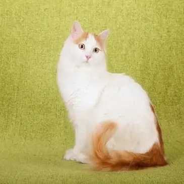 Profile image of Thundercracker