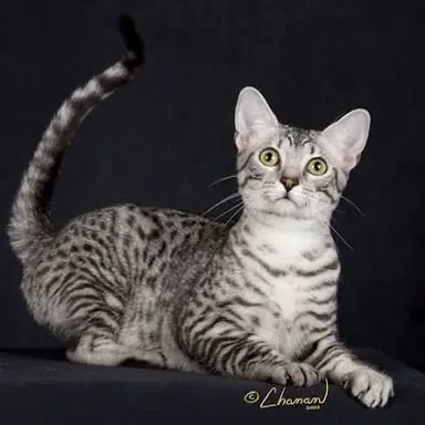 Profile image of Knockout