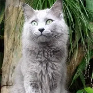 Profile image of Soundwave