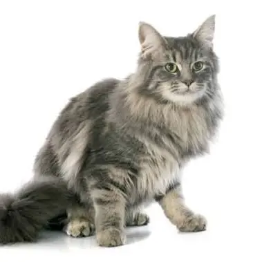 Profile image of Starscream