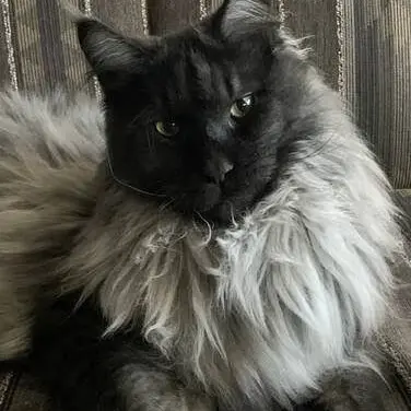 Profile image of Megatron