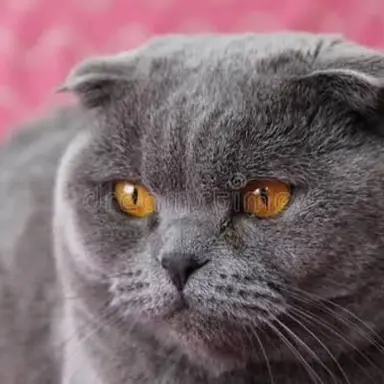 Profile image of Breakdown