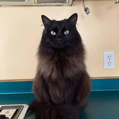 Profile image of Skywarp