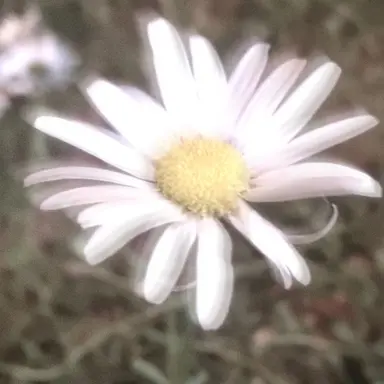 Profile image of 밥풀