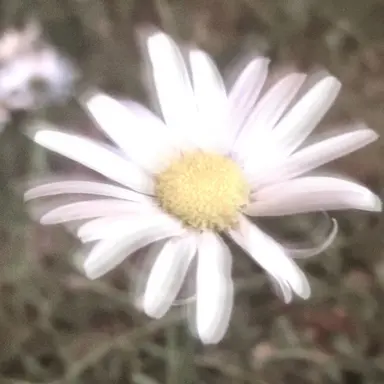 Profile image of 멜로우