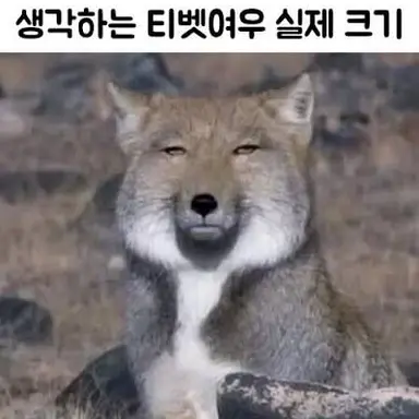 Profile image of 여우