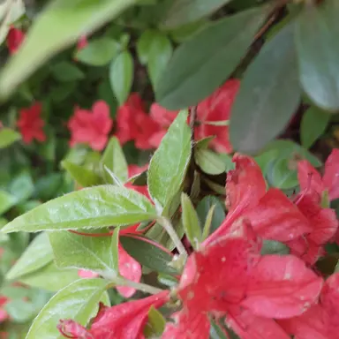 Profile image of 이라임딸