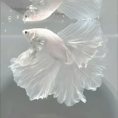 Profile image of 아무탈