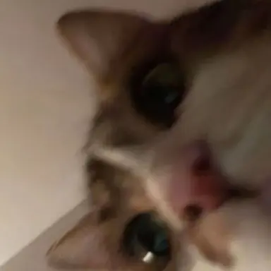Profile image of 고양이 탐정