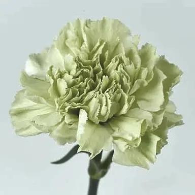 Profile image of 정공룡