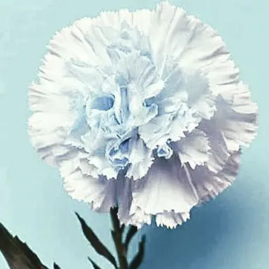 Profile image of 박잠뜰