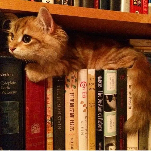 WhiteToken2969의 Ginger cat!