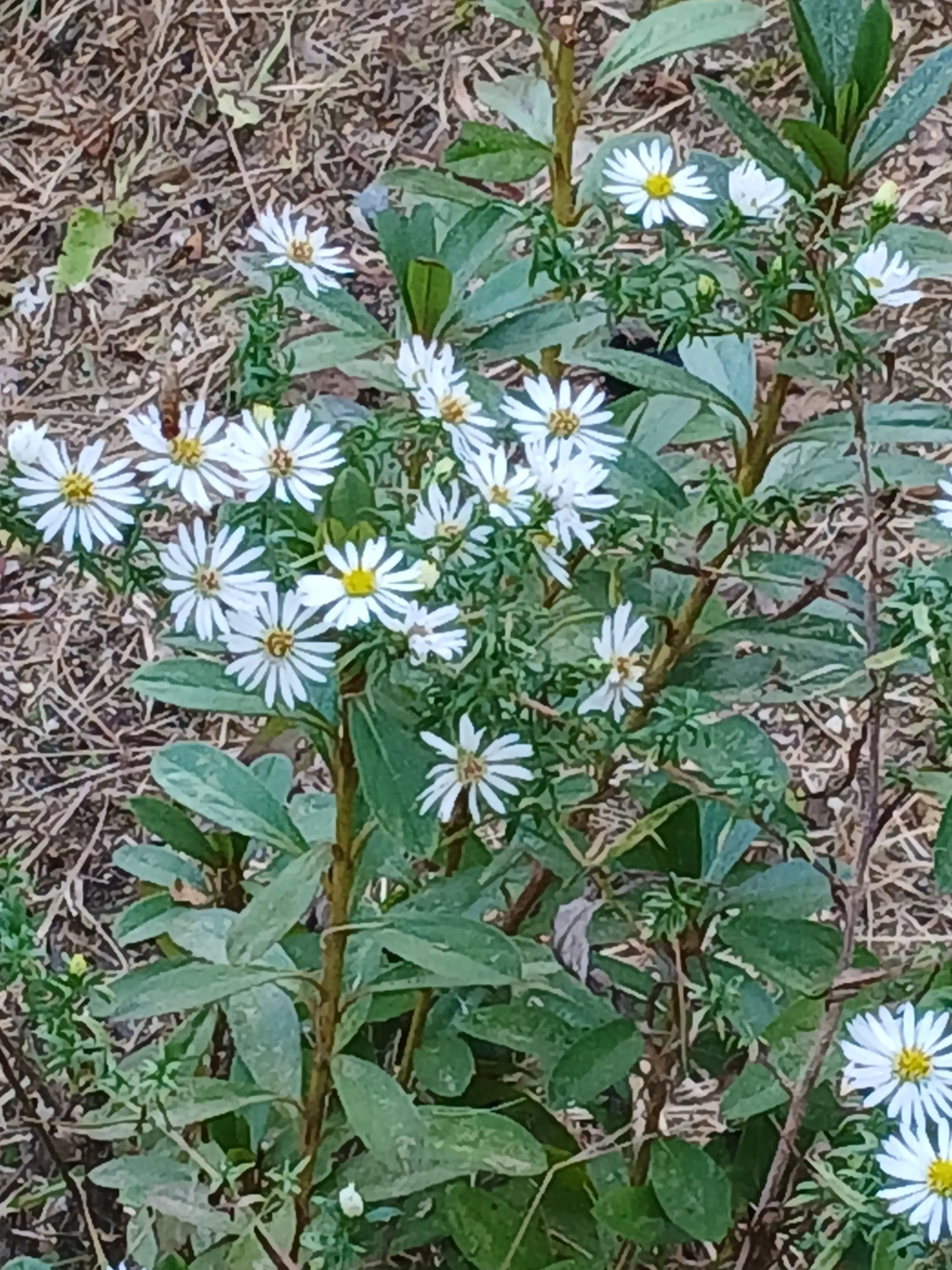 SHADOWMILK-PUREVANILLA의 왕과 사는 남자