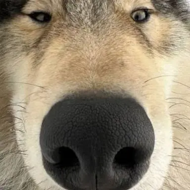 Profile image of 늑대