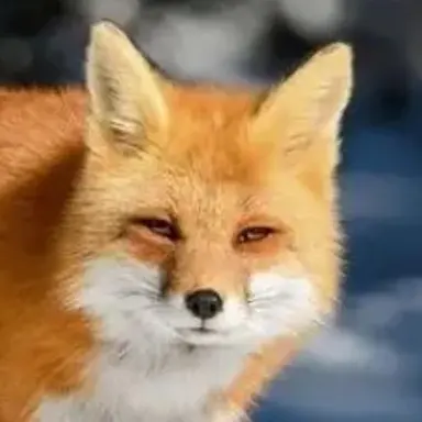 Profile image of 여우