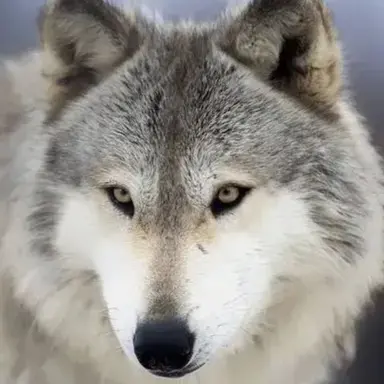 Profile image of 늑대