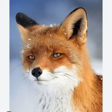 Profile image of 늑여우
