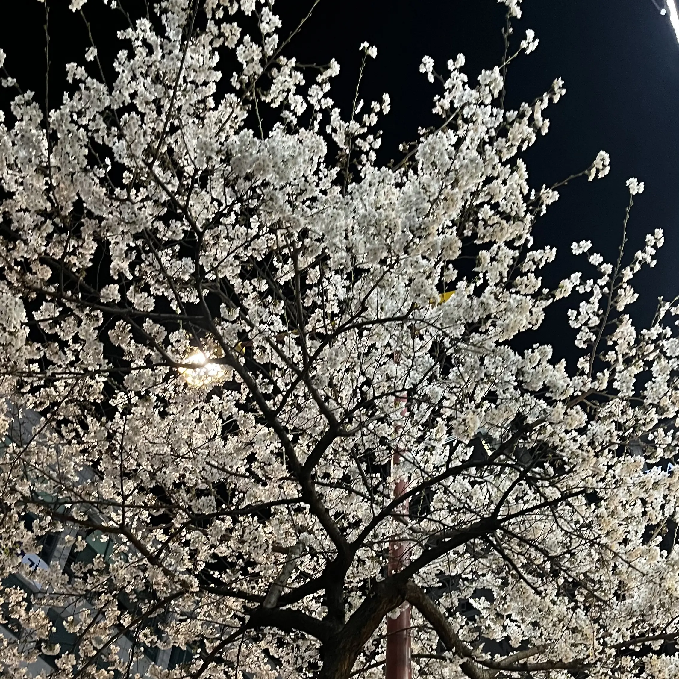 oppagajalhalge의 김도영
