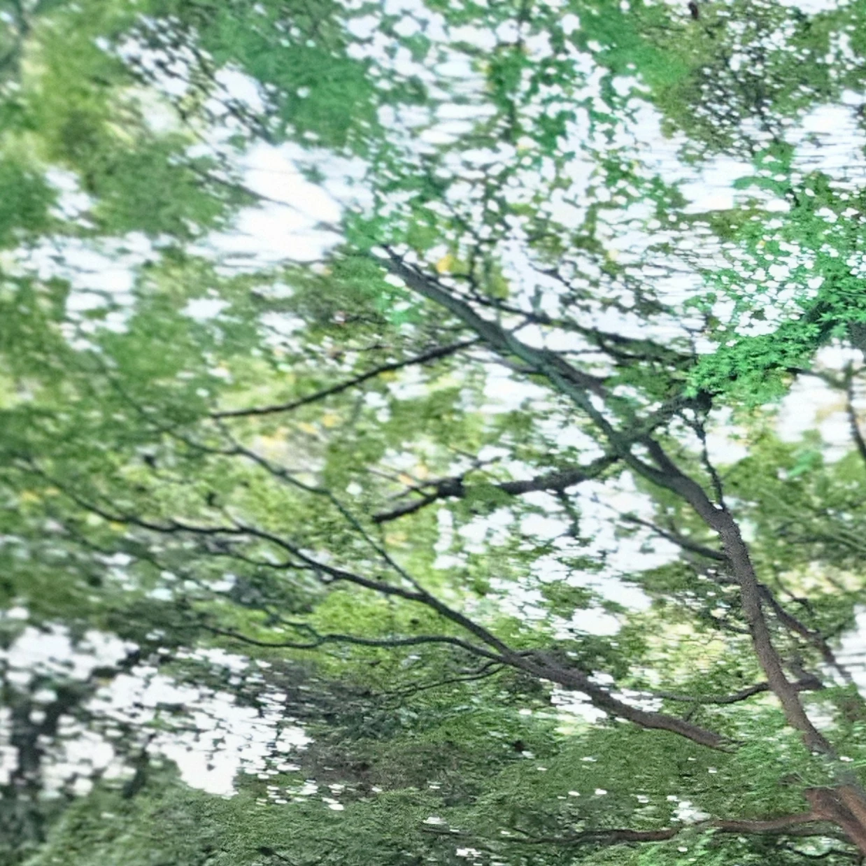 백시혁