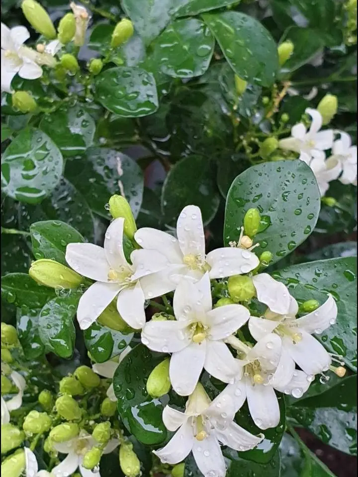 yu_dof714의 貴方の目に私はまだ映れませんか？