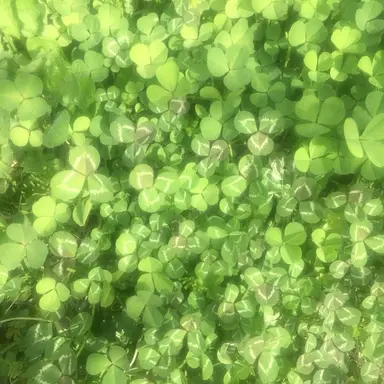 Profile image of 루카스