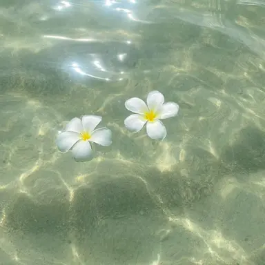 Profile image of 松島聡