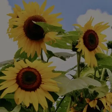 Profile image of 최상엽